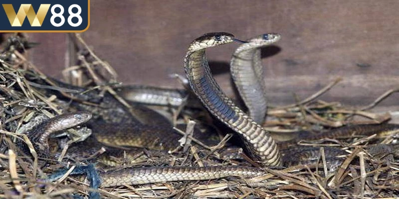 Mơ thấy 2 chú rắn còn xuất hiện trong nhiều bối cảnh khác nhau