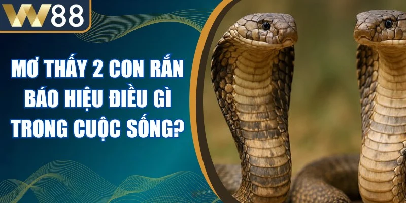 Mơ Thấy 2 Con Rắn